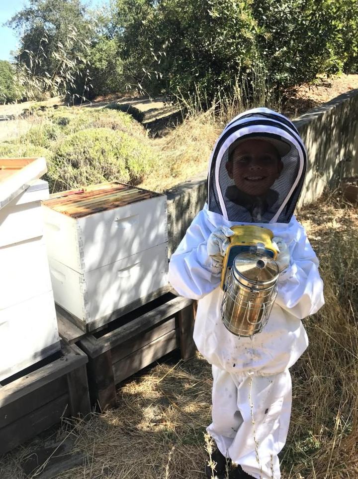 A young beekeeper in a full suit holding a smoker beside the hives